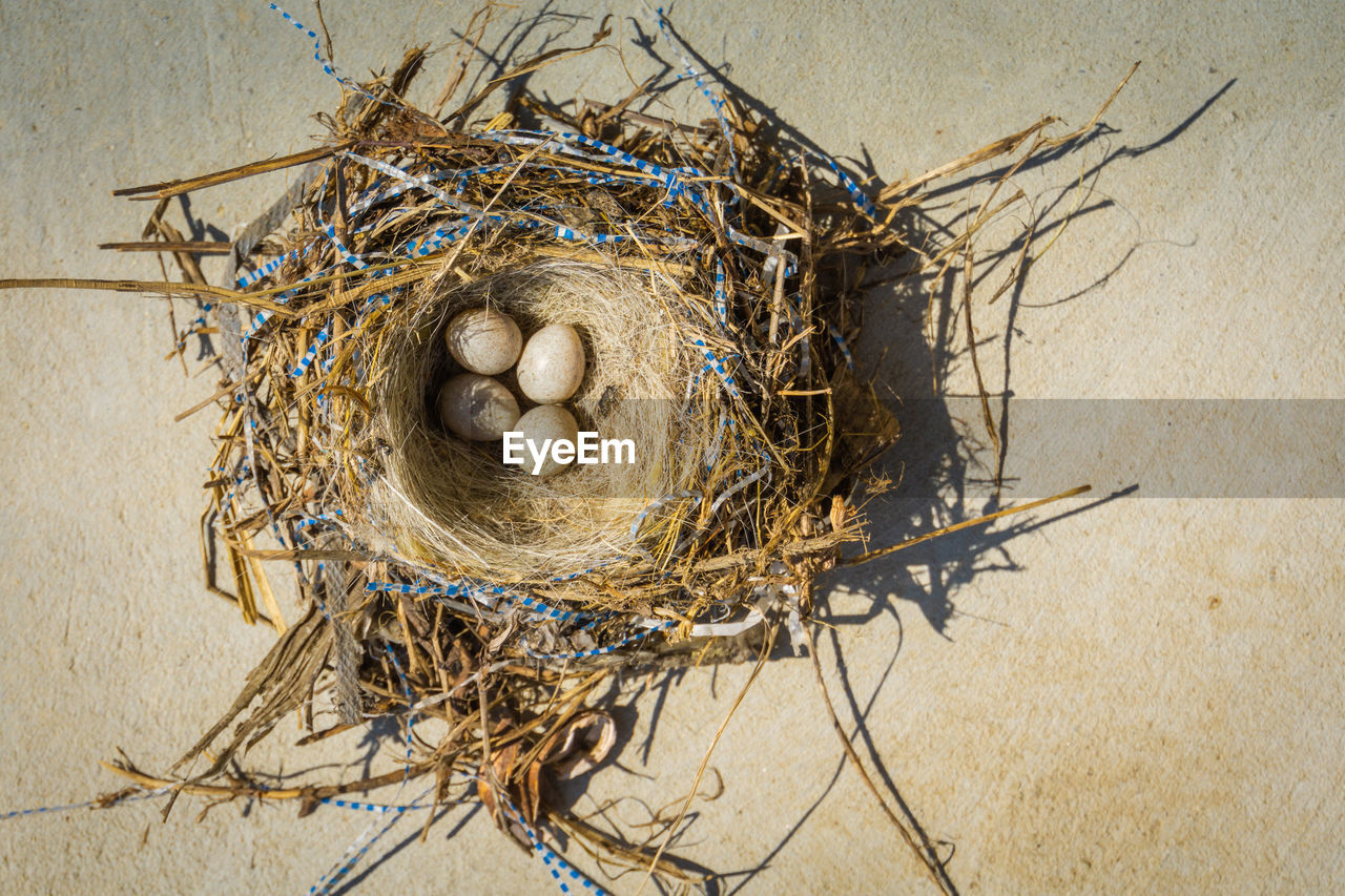 bird nest, nest, animal nest, twig, branch, egg, no people, animal egg, beginnings, nature, bird, close-up, plant, food, outdoors, animal, high angle view, nest egg, food and drink, animal themes, fragility, dry, day