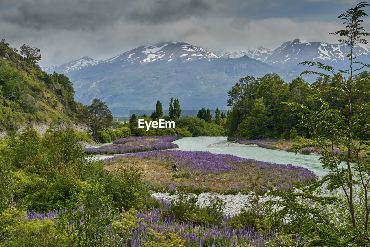 Lupinus growing at a wild mountain river with andes mountains in the background
