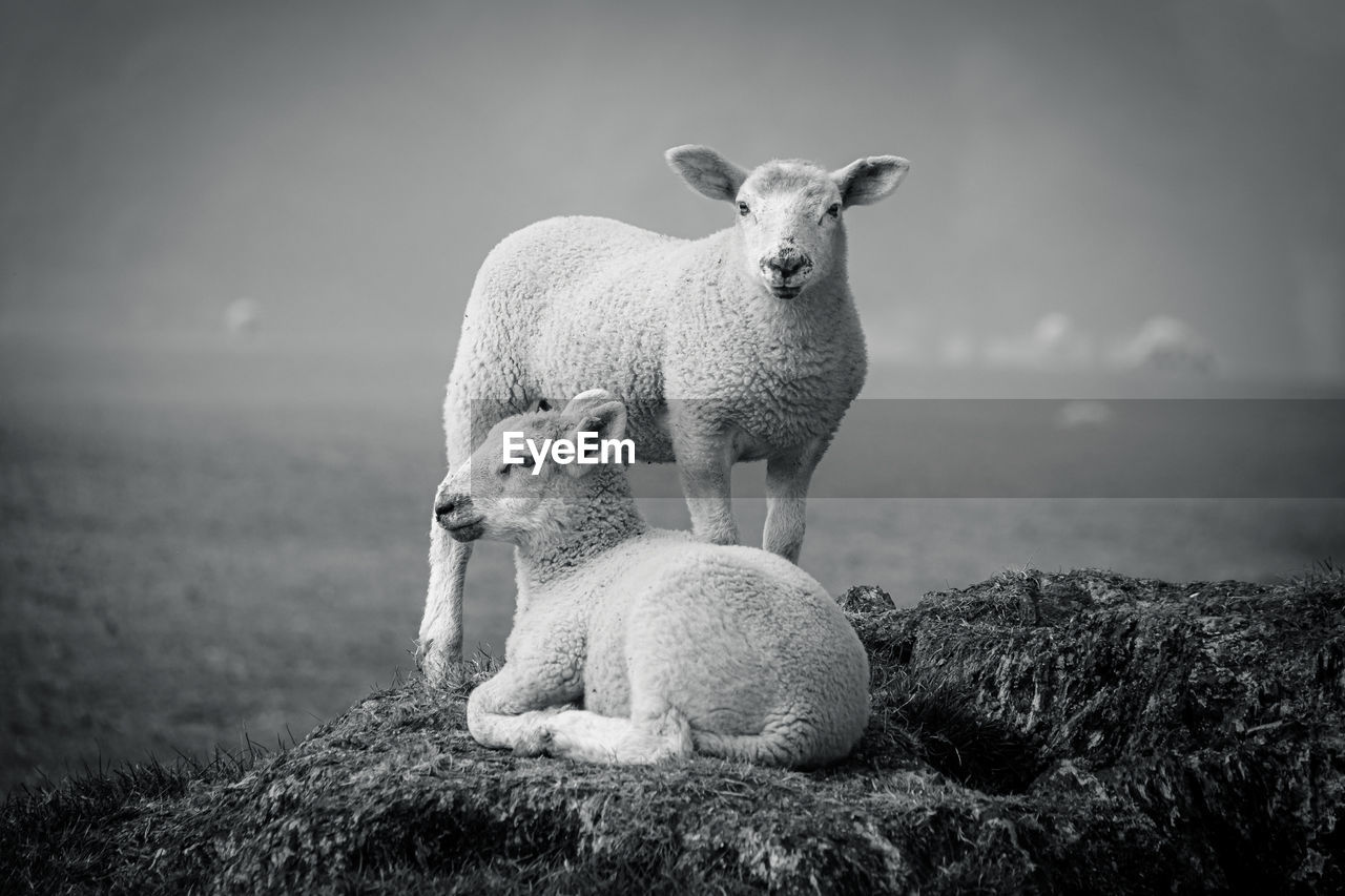 Portrait of sheep on field