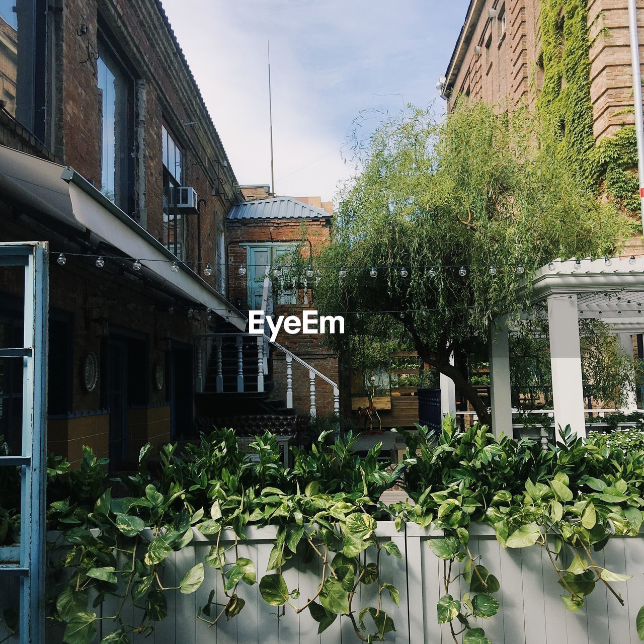 TREES AND PLANTS GROWING OUTSIDE HOUSE AGAINST BUILDINGS