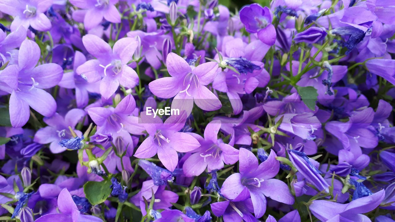 Close-up of purple flowering plants