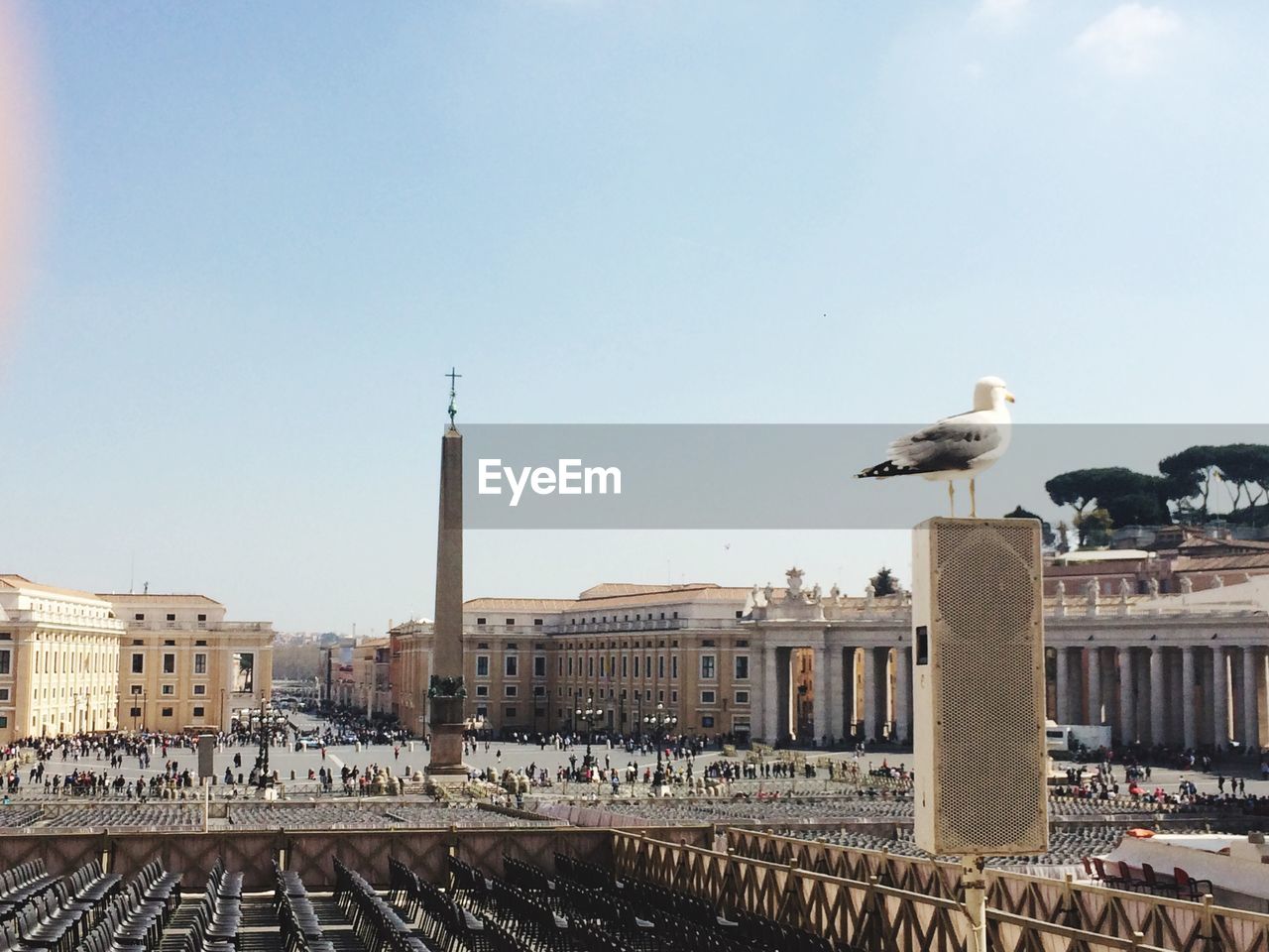 SEAGULL ON A CITY