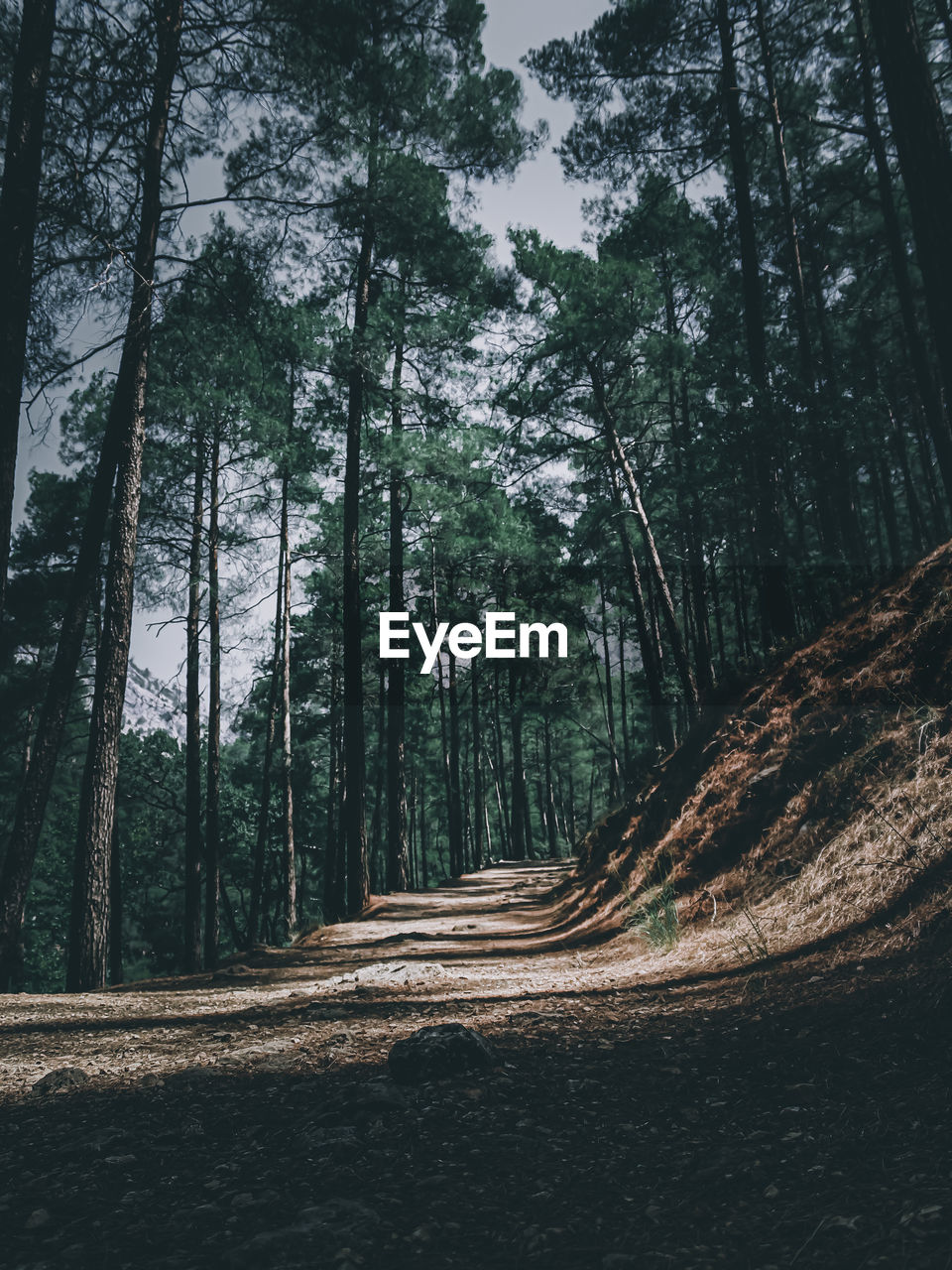 Footpath amidst trees in forest