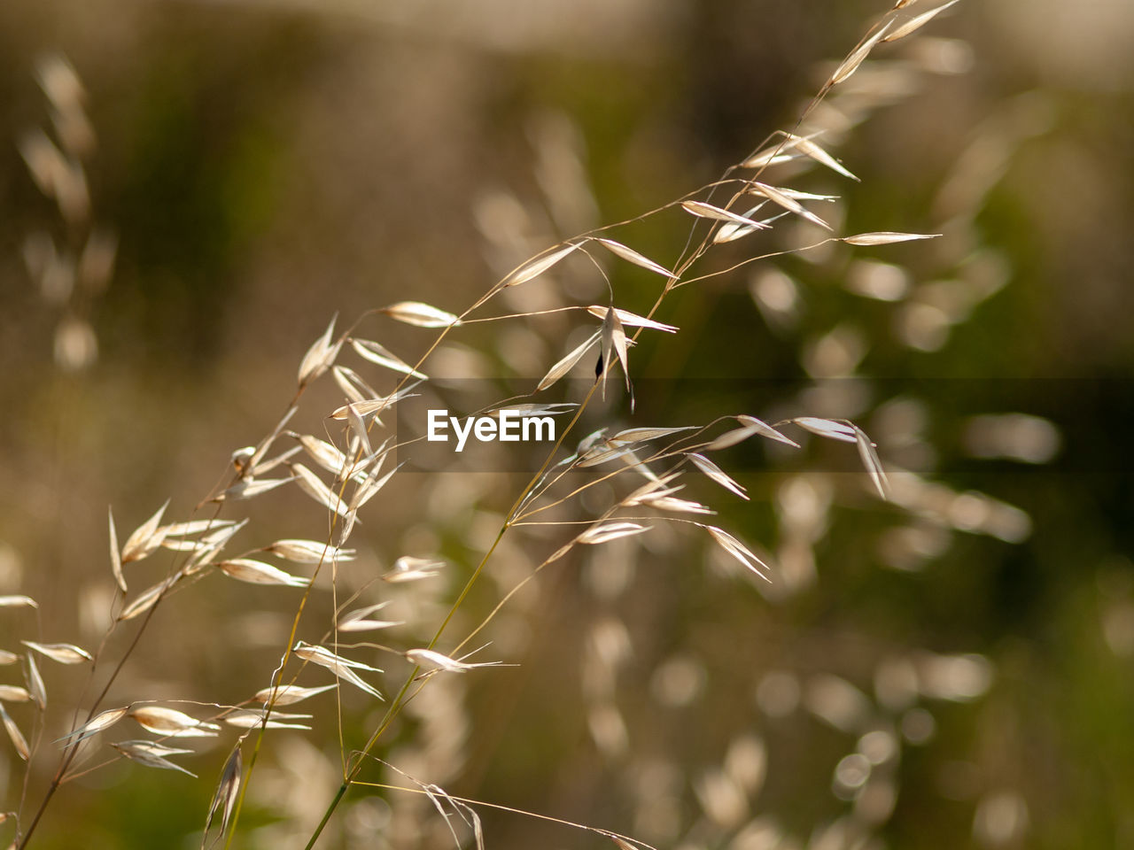 Close-up of crops on field