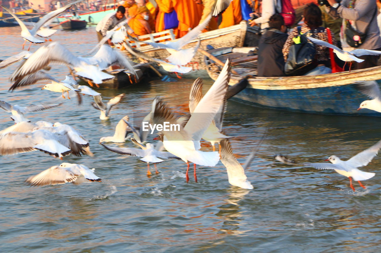 BIRDS IN LAKE