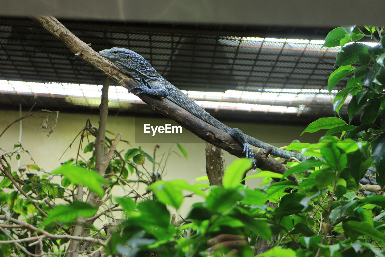 CLOSE-UP OF LIZARD ON CAGE