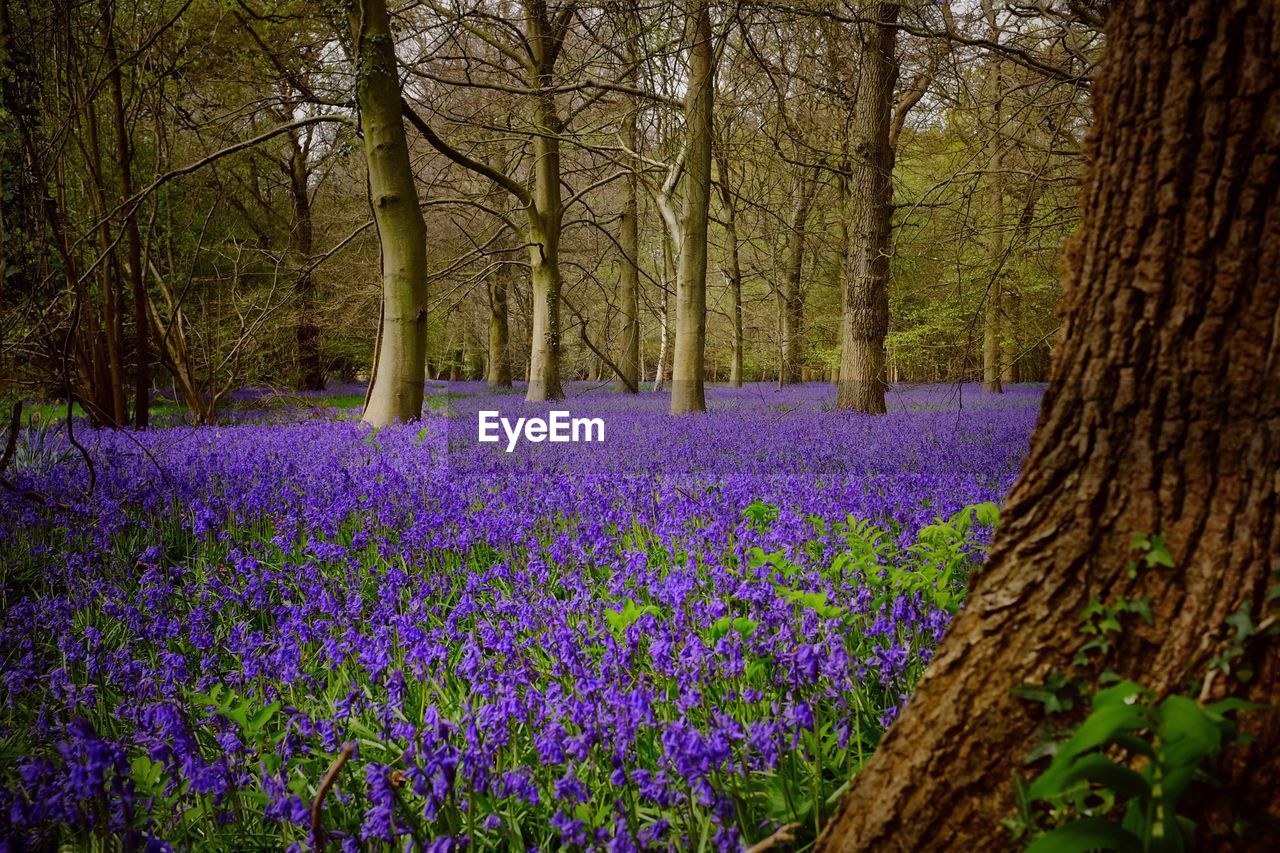 Purple flowers on tree