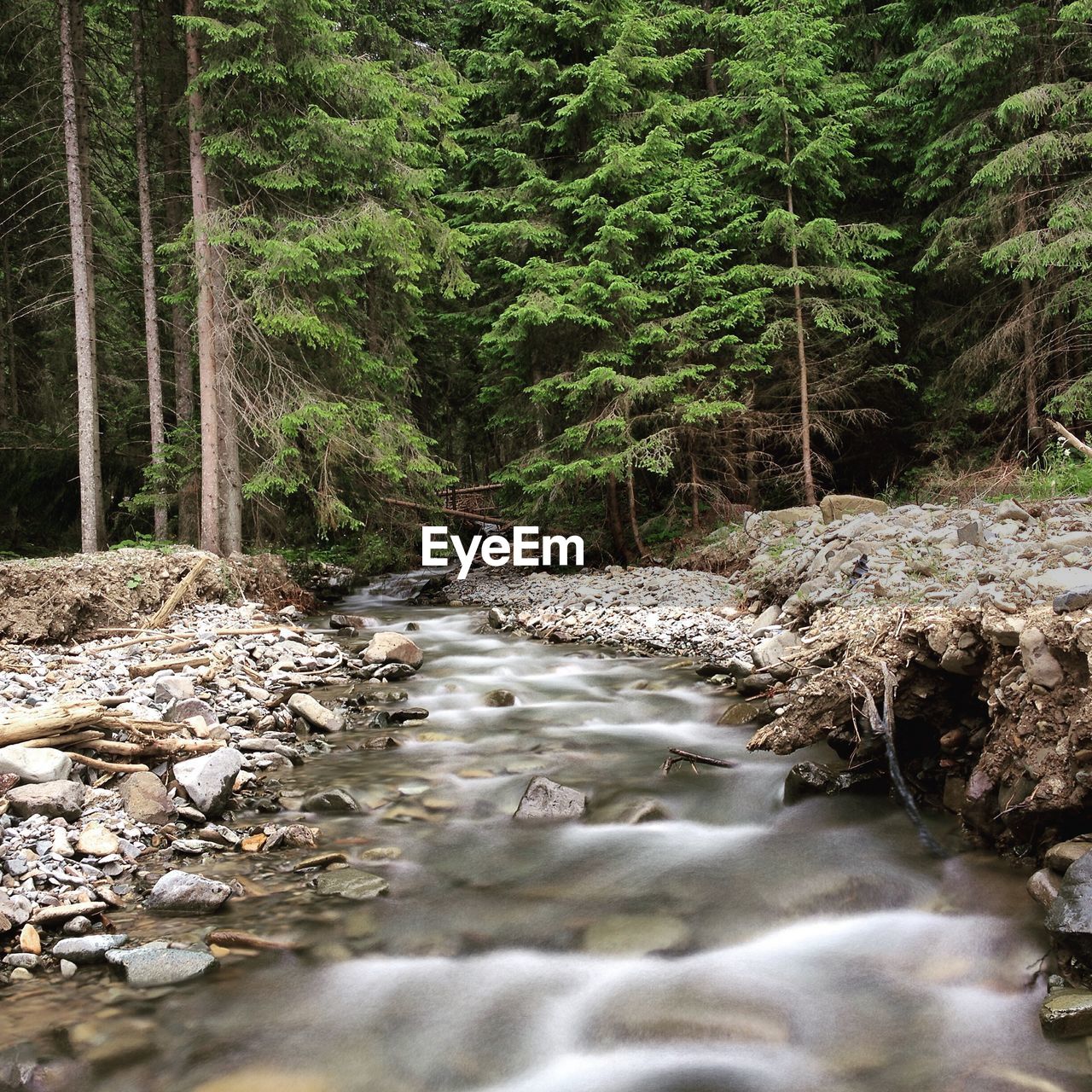 SURFACE LEVEL OF STREAM ALONG TREES