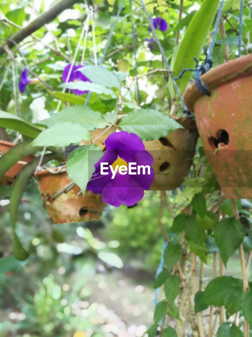 CLOSE-UP OF BUTTERFLY ON PURPLE FLOWERS