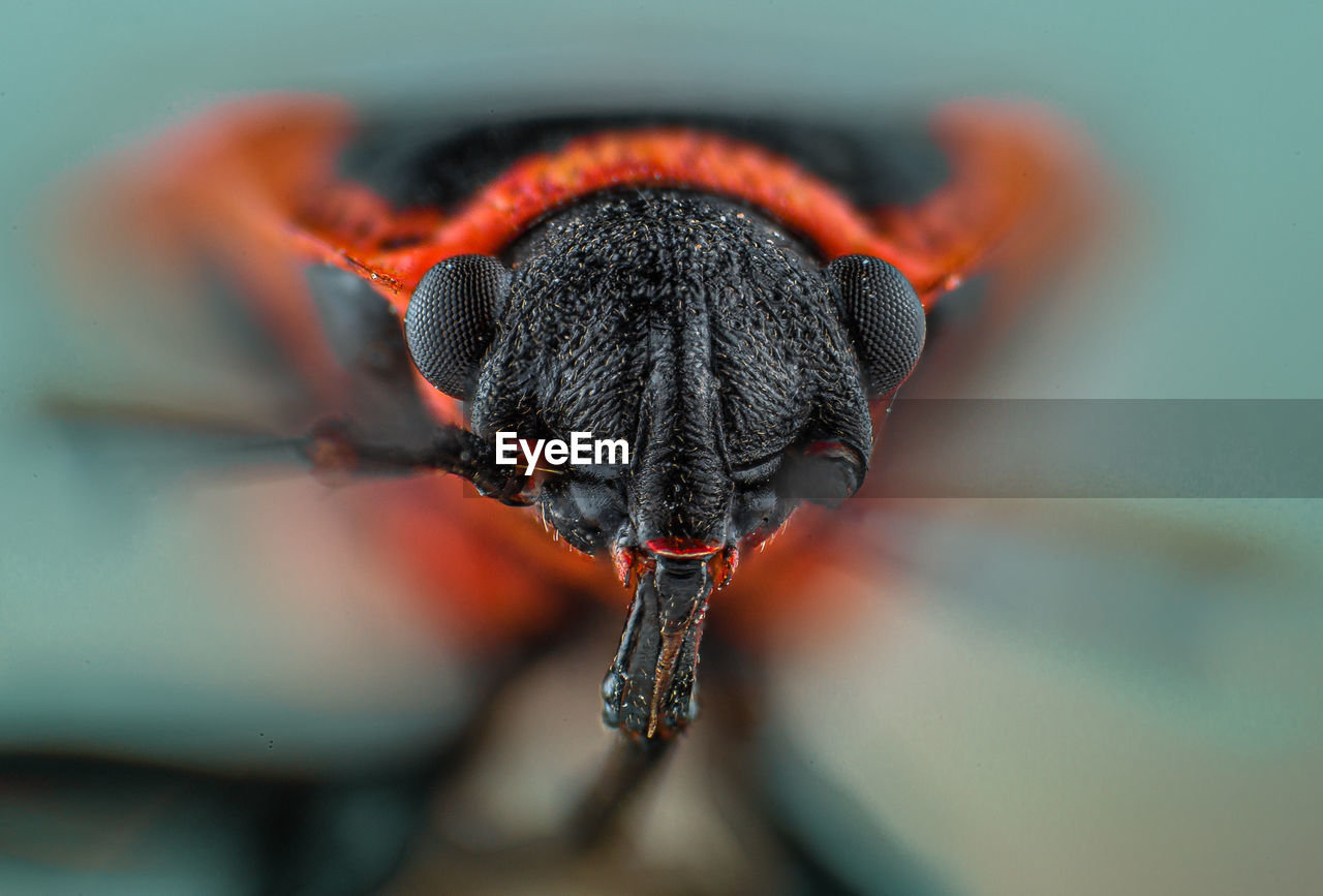 CLOSE-UP OF INSECT ON FLOWER