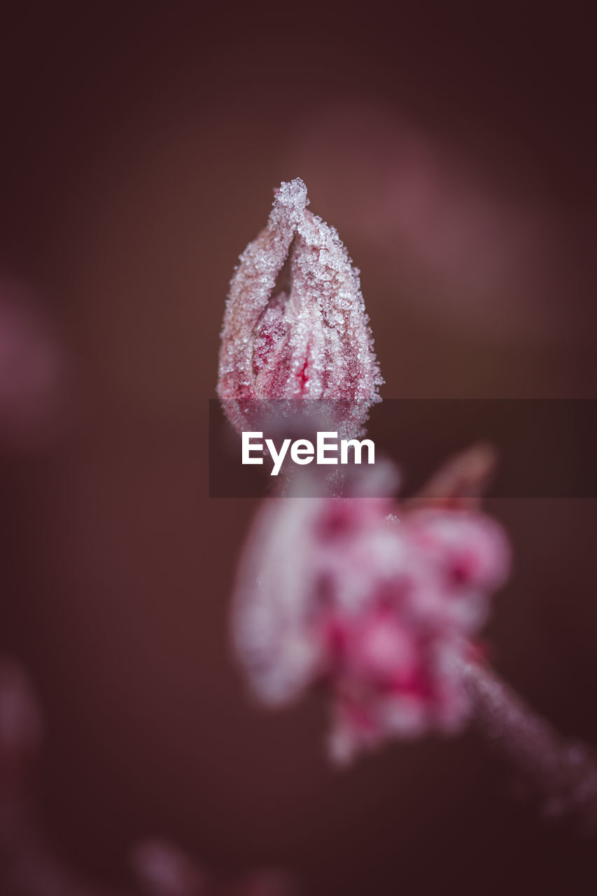 CLOSE-UP OF FROZEN FLOWER