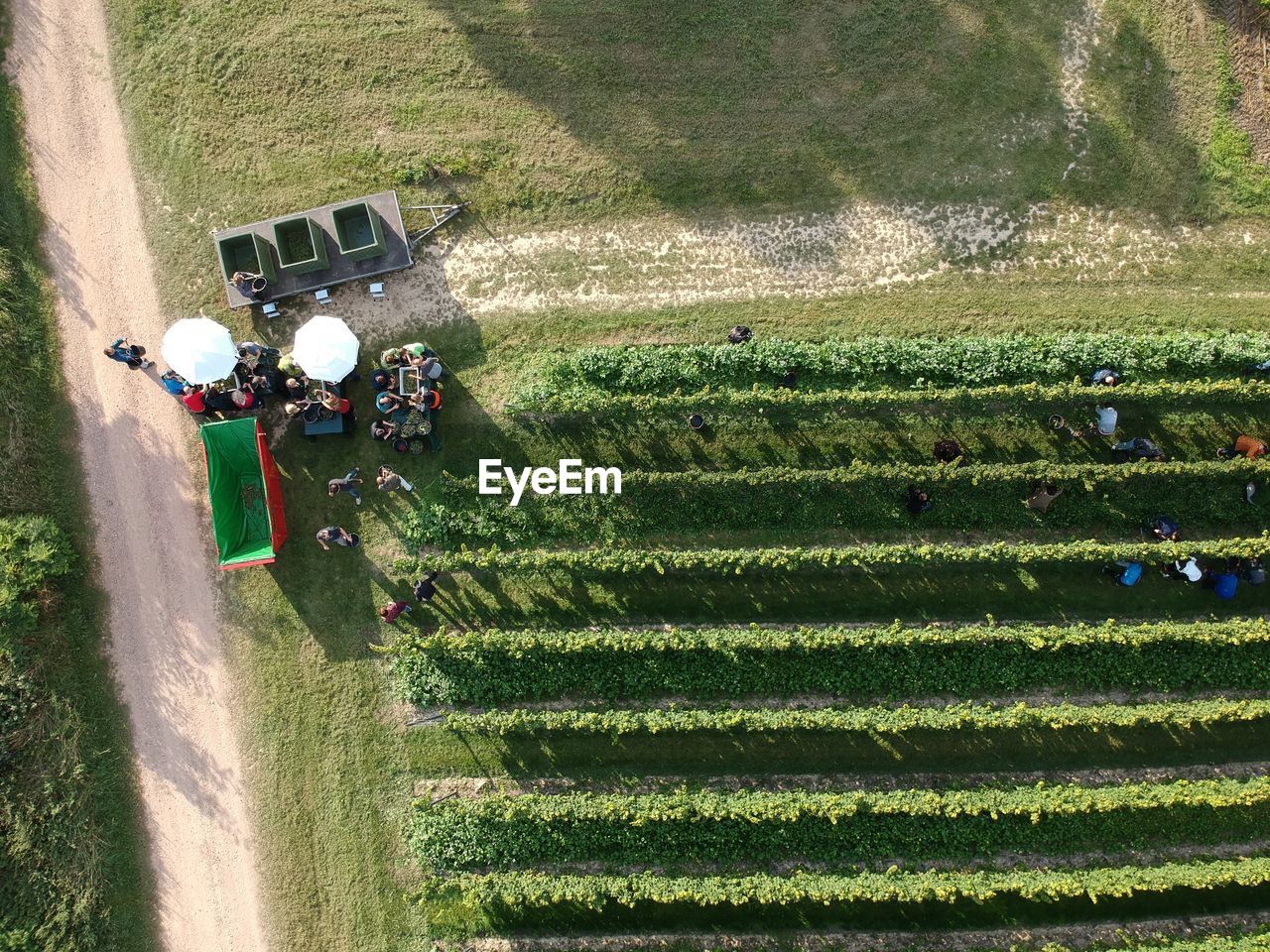 High angle view of people working on field