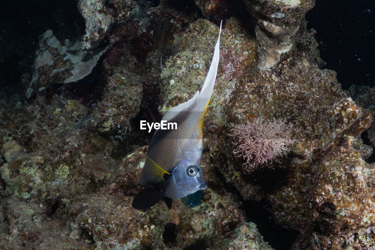 Fish swim in the red sea, colorful fish, eilat israel
