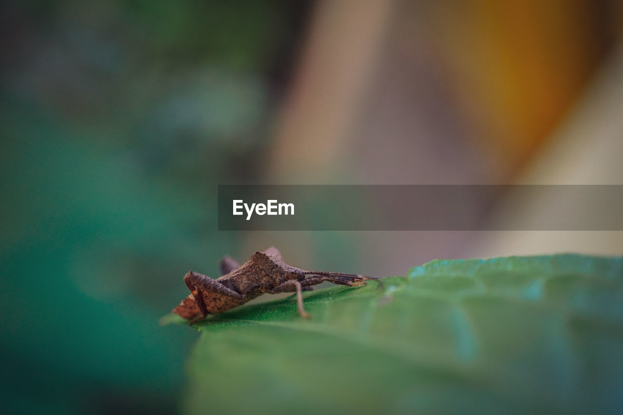 green, nature, animal themes, animal, leaf, macro photography, animal wildlife, close-up, one animal, wildlife, selective focus, plant part, no people, insect, day, reptile, outdoors, flower, plant, animal body part