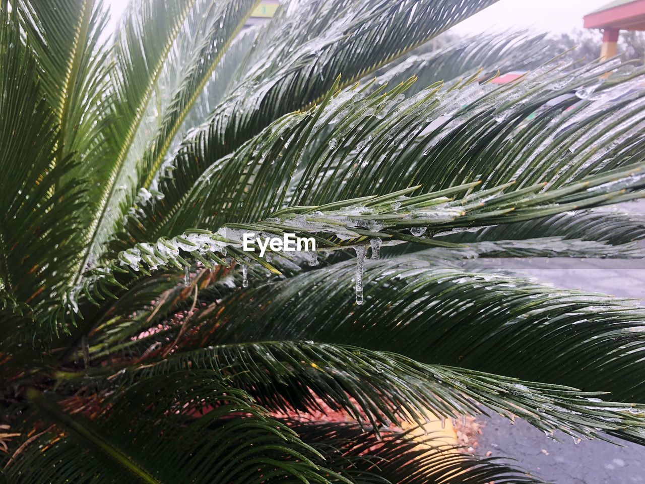 CLOSE-UP OF WET PALM TREE