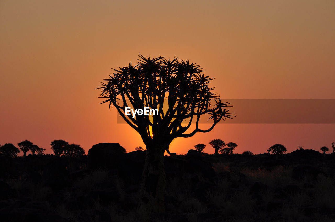 Silhouette of bare tree on landscape at sunset