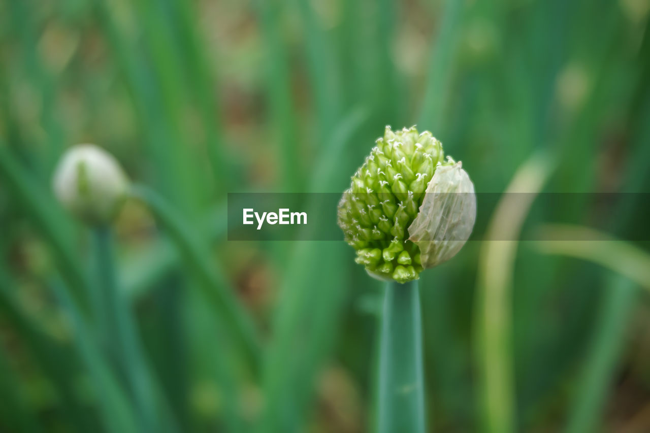 CLOSE-UP OF FRESH GREEN FLOWER BUDS ON FIELD