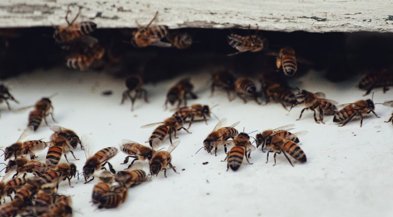 High angle view of bees on snow covered field