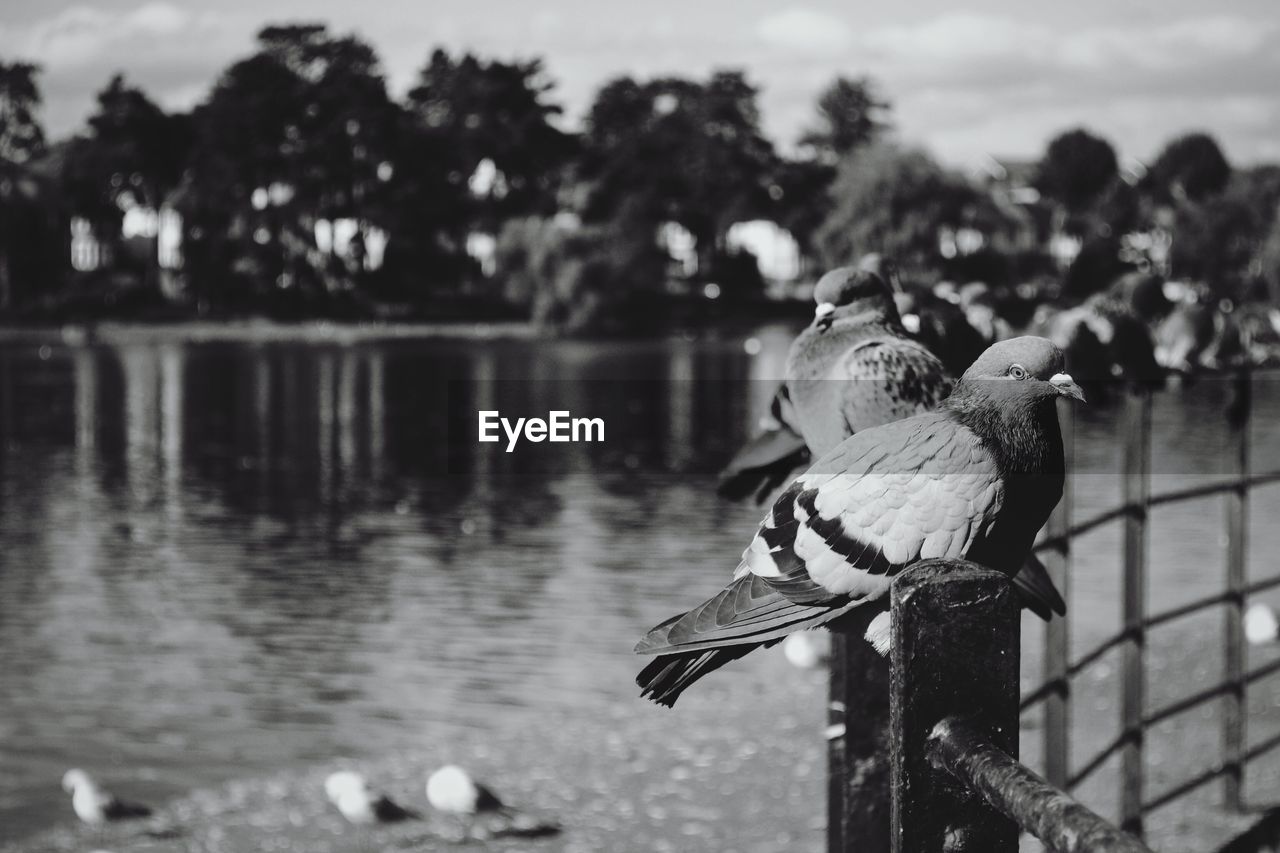 Pigeon perching on railing