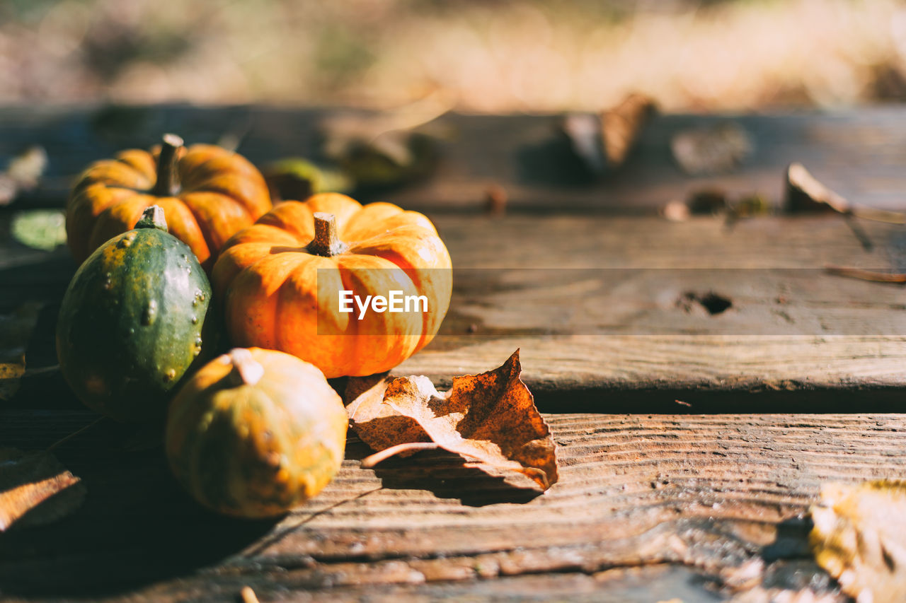 CLOSE-UP OF PUMPKIN