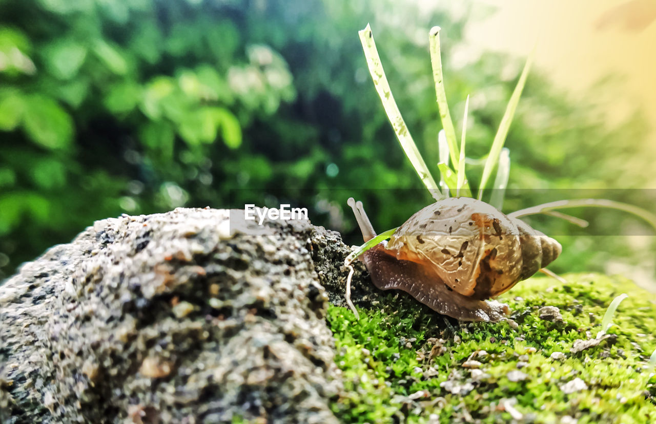 animal wildlife, animal, animal themes, nature, snail, grass, wildlife, plant, close-up, one animal, gastropod, no people, macro photography, mollusk, selective focus, day, moss, outdoors, snails and slugs, rock, tree, green, leaf, land, forest, shell, insect, animal shell, focus on foreground, food, soil, environment