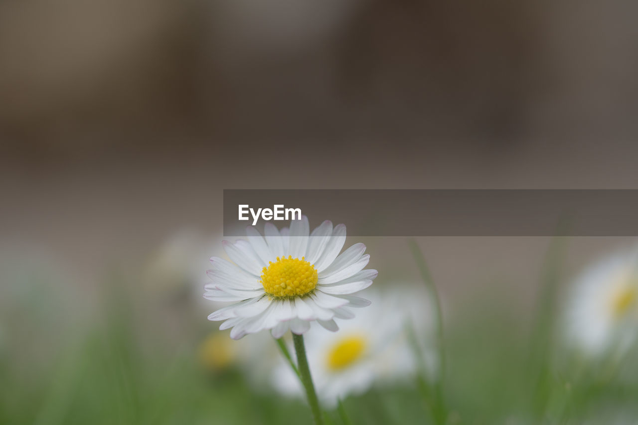 CLOSE-UP OF WHITE DAISY FLOWER GROWING ON FIELD