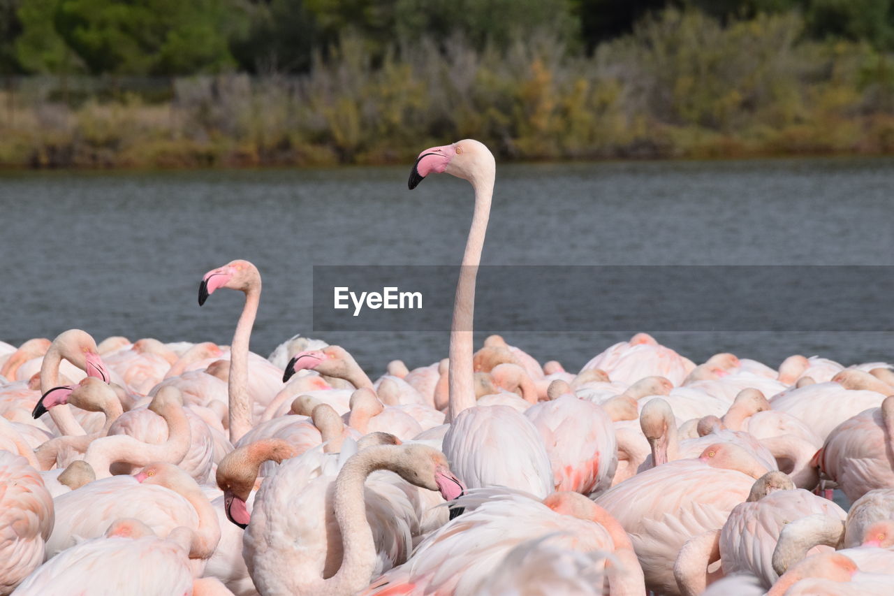 View of birds on lake