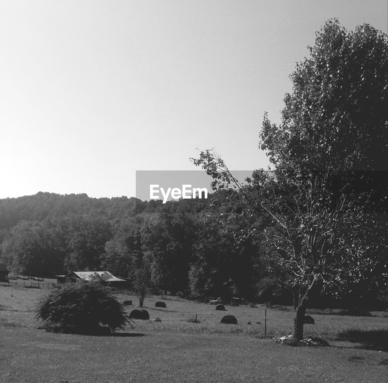 TREES ON LANDSCAPE AGAINST CLEAR SKY