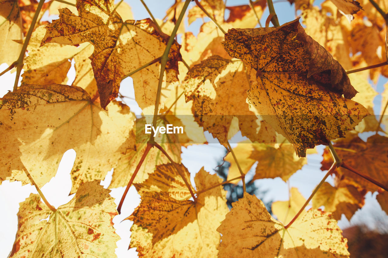 CLOSE-UP OF DRY LEAVES ON BRANCH