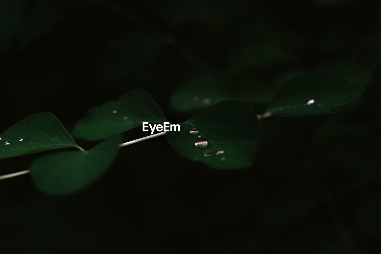 Close-up of raindrops on leaves