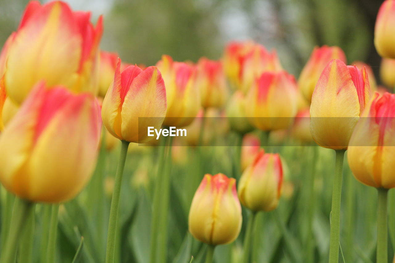 CLOSE-UP OF YELLOW TULIPS BLOOMING IN FIELD