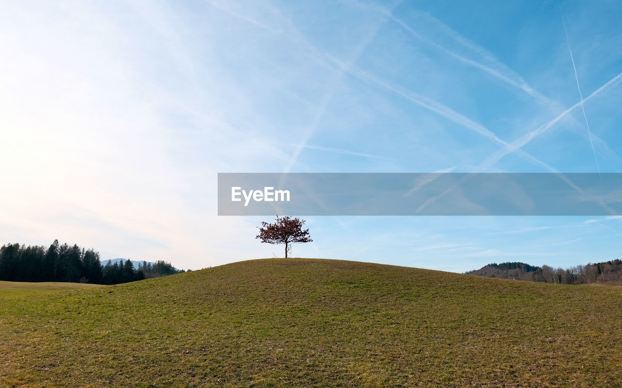 sky, environment, plant, landscape, grass, horizon, nature, hill, land, grassland, tree, beauty in nature, field, scenics - nature, cloud, prairie, meadow, tranquility, no people, rural area, rural scene, blue, sunlight, tranquil scene, morning, agriculture, non-urban scene, plain, natural environment, outdoors, day, environmental conservation, flower, idyllic, summer, green, forest, leaf