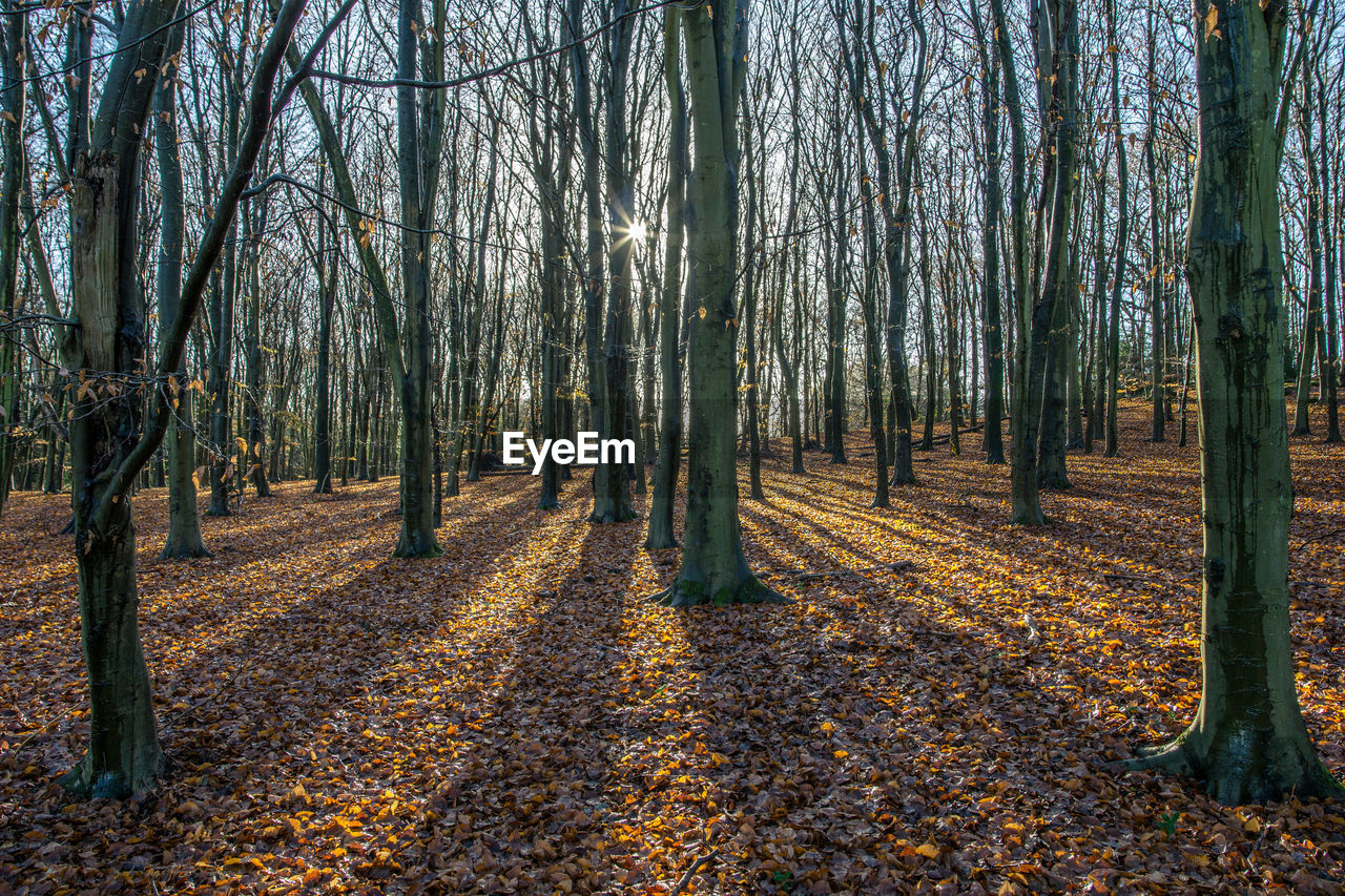 TREES GROWING IN FOREST