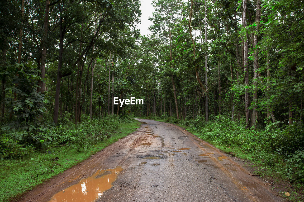 EMPTY ROAD AMIDST TREES IN FOREST