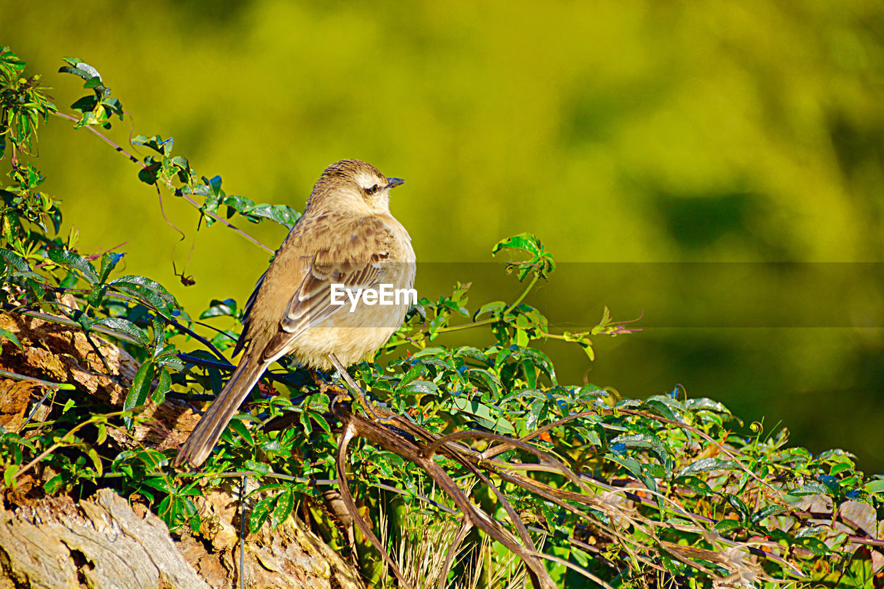 Bird perching on a branch