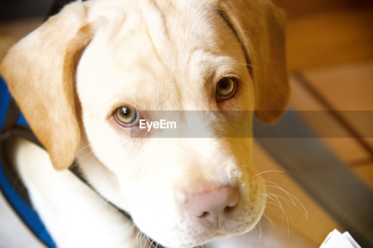 CLOSE-UP PORTRAIT OF DOG BY BLANKET AT HOME AT KITCHEN