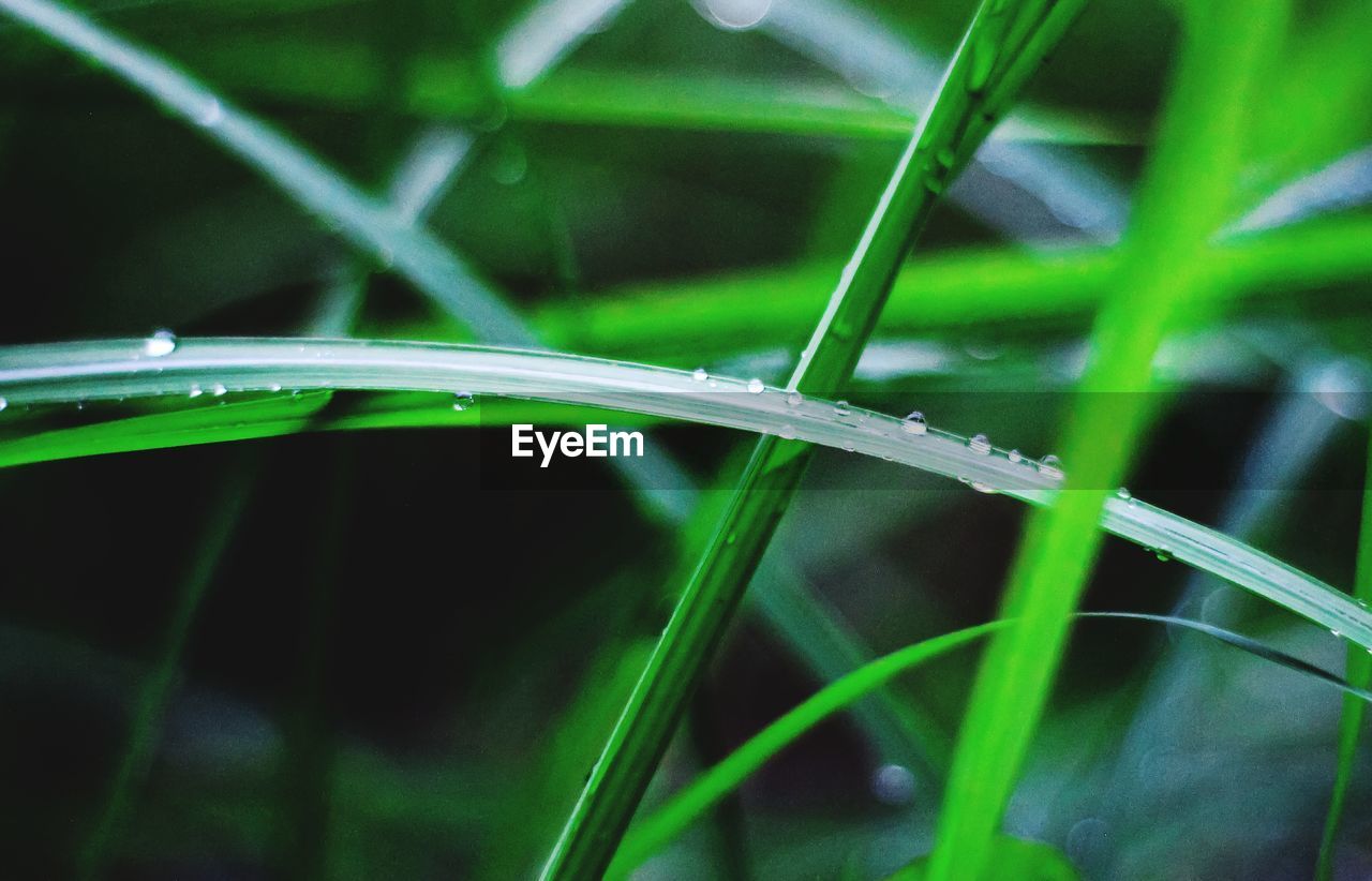 Close-up of wet grass on field