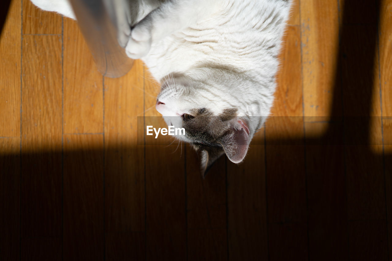 CLOSE-UP OF CAT LYING ON FLOOR