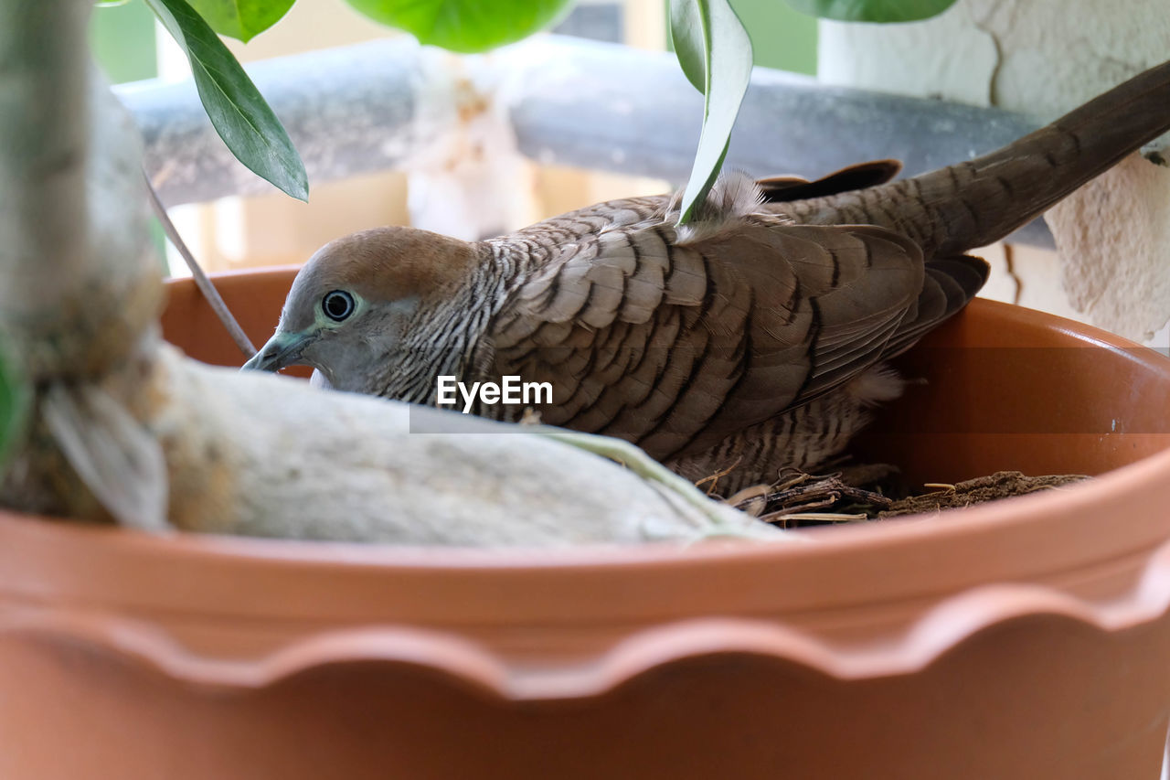 Close-up of bird in nest