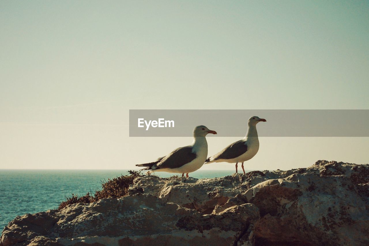 Two seagulls looking at the right side