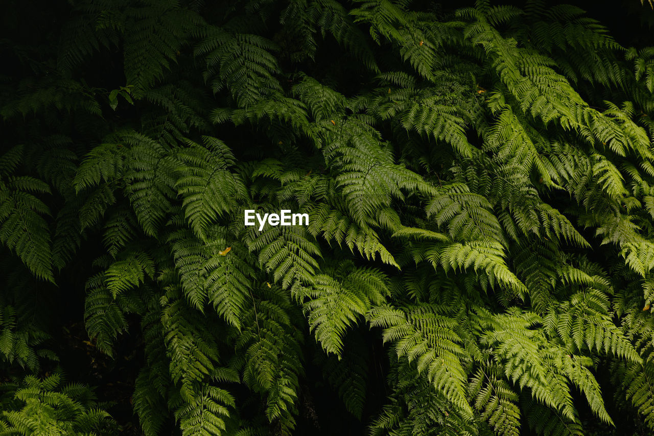 green, plant, leaf, plant part, vegetation, ferns and horsetails, fern, growth, tree, nature, beauty in nature, forest, rainforest, no people, jungle, foliage, backgrounds, lush foliage, full frame, land, outdoors, day, tranquility, natural environment, close-up