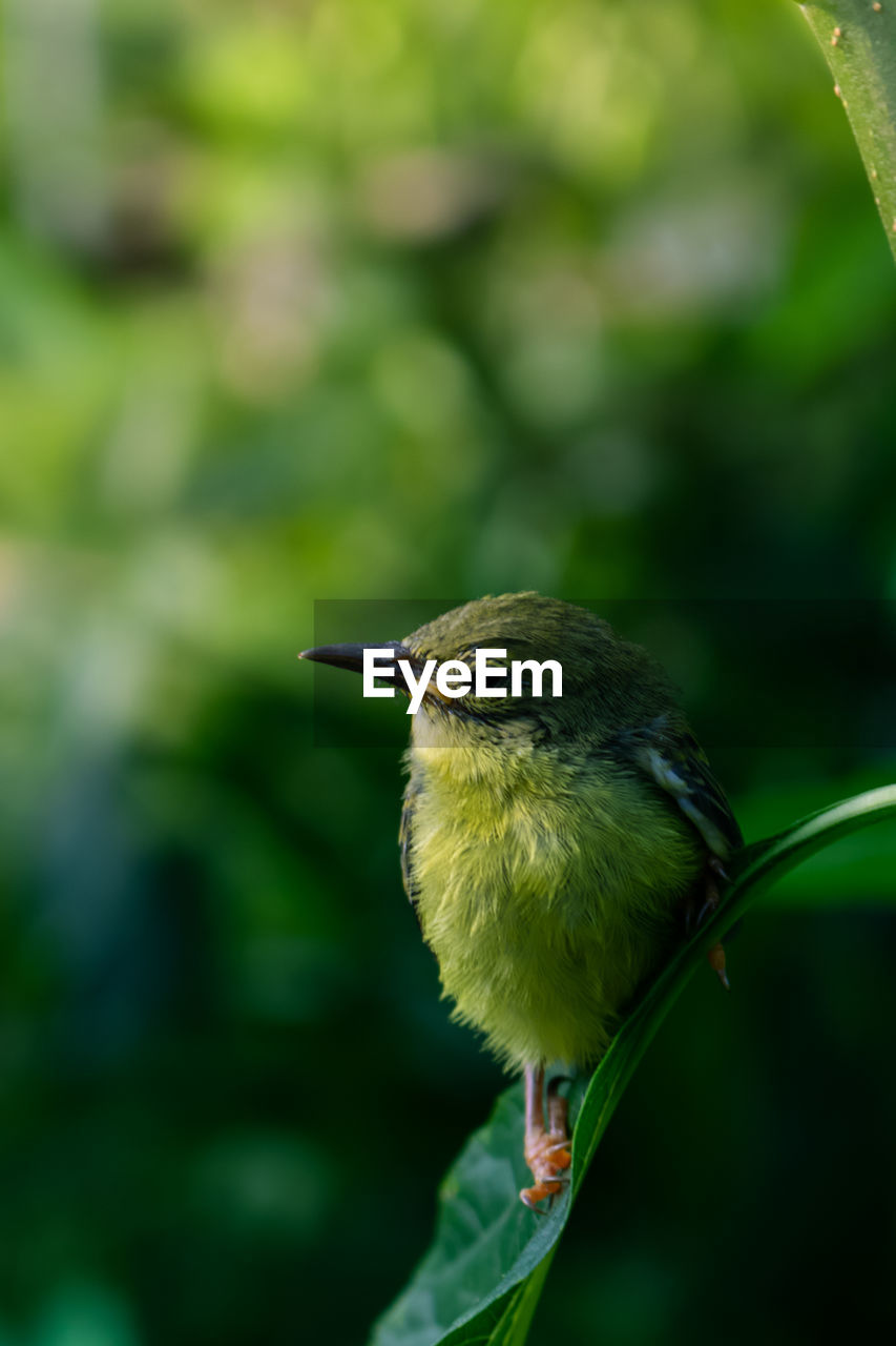 Close-up of bird perching on plant