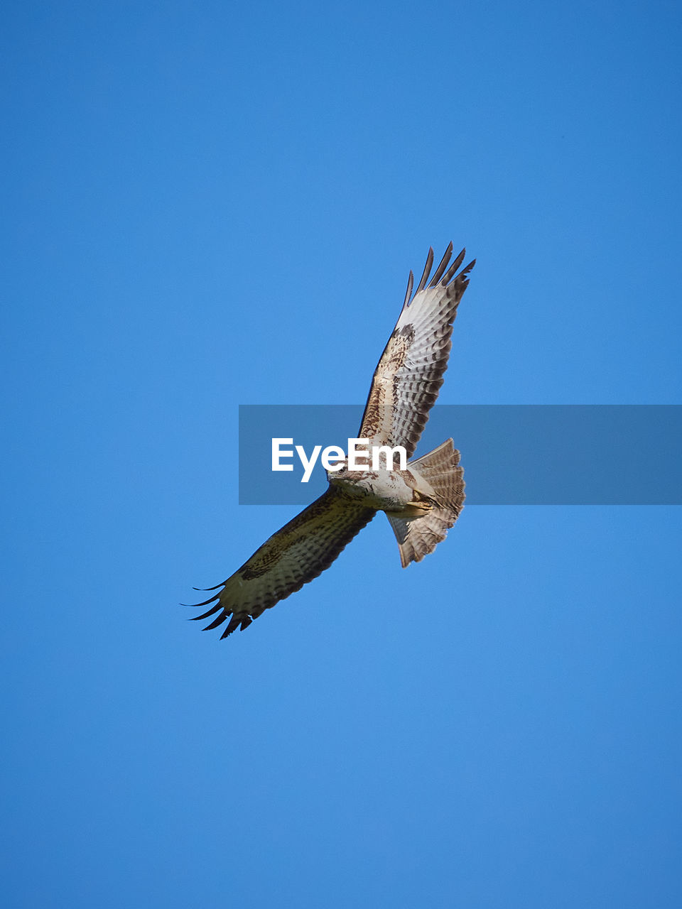 LOW ANGLE VIEW OF BIRD FLYING AGAINST CLEAR BLUE SKY