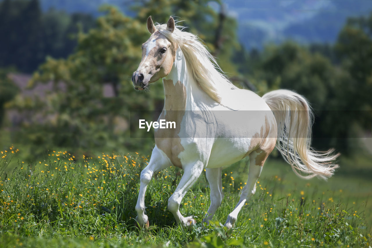 Horse running on field