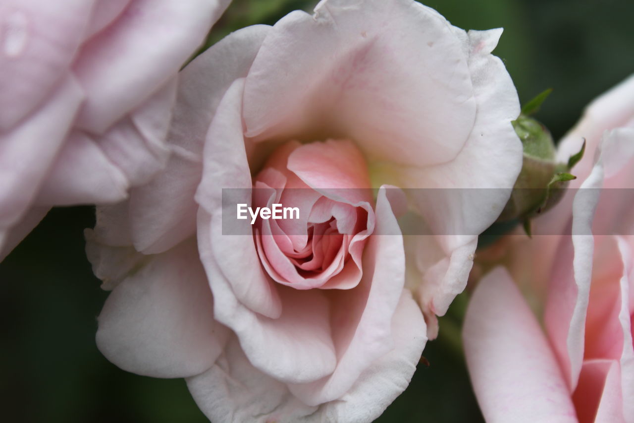 CLOSE-UP OF PINK ROSE ROSES