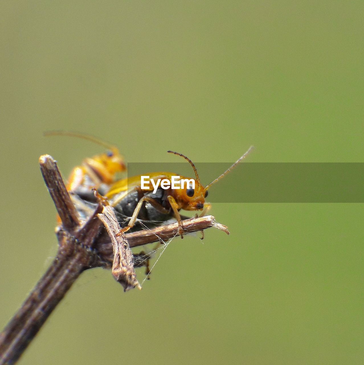 CLOSE-UP OF GRASSHOPPER