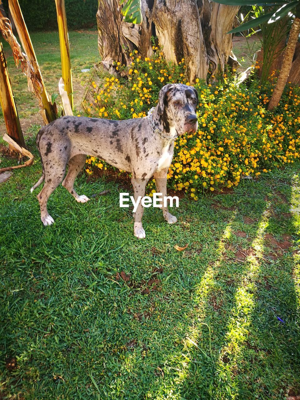 DOG ON GREEN GRASS