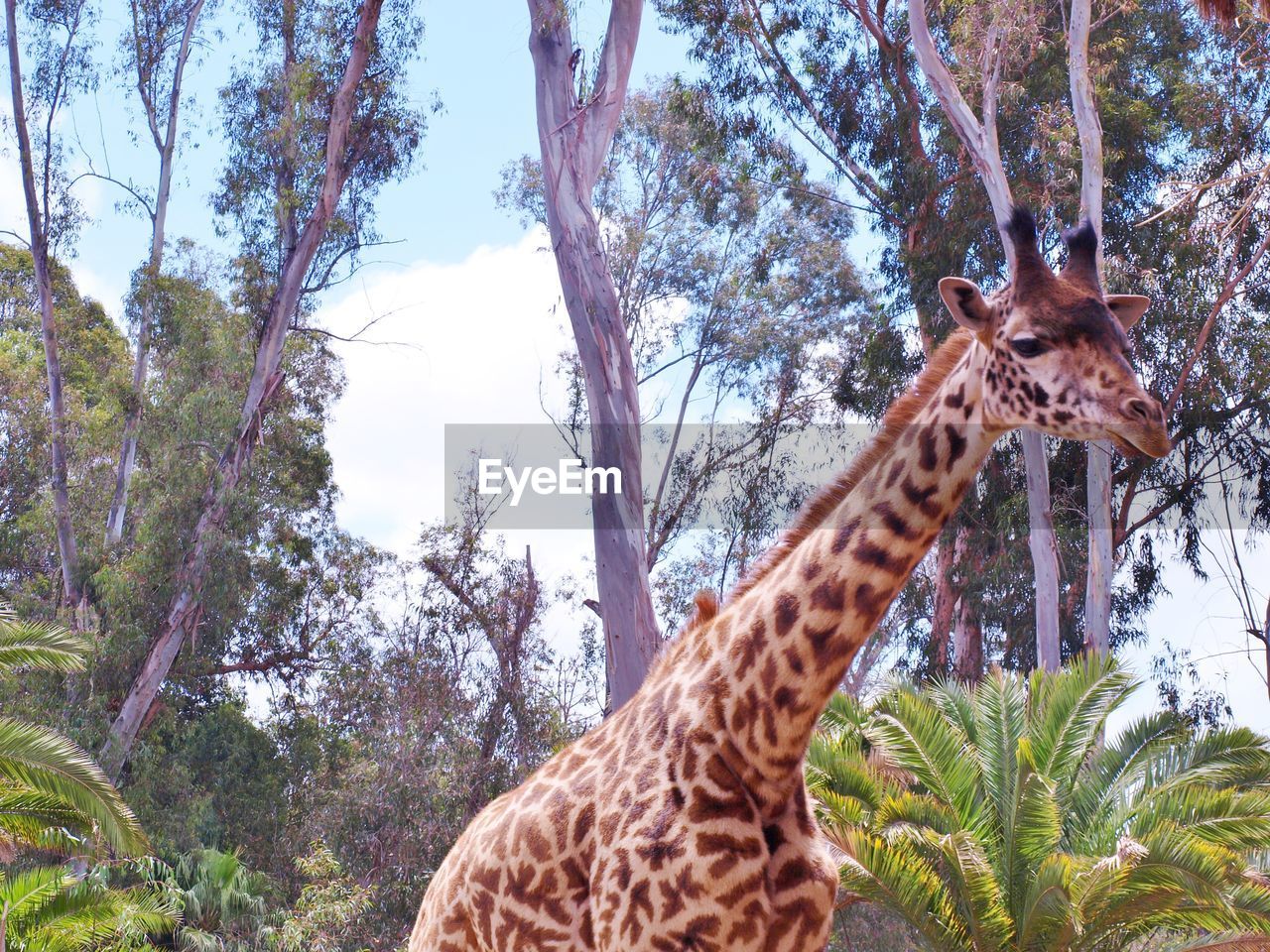 Giraffe in forest with trees in background