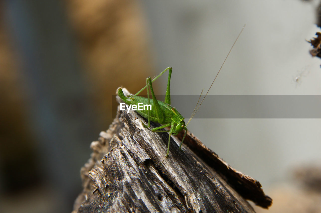 Close-up of grasshopper on log