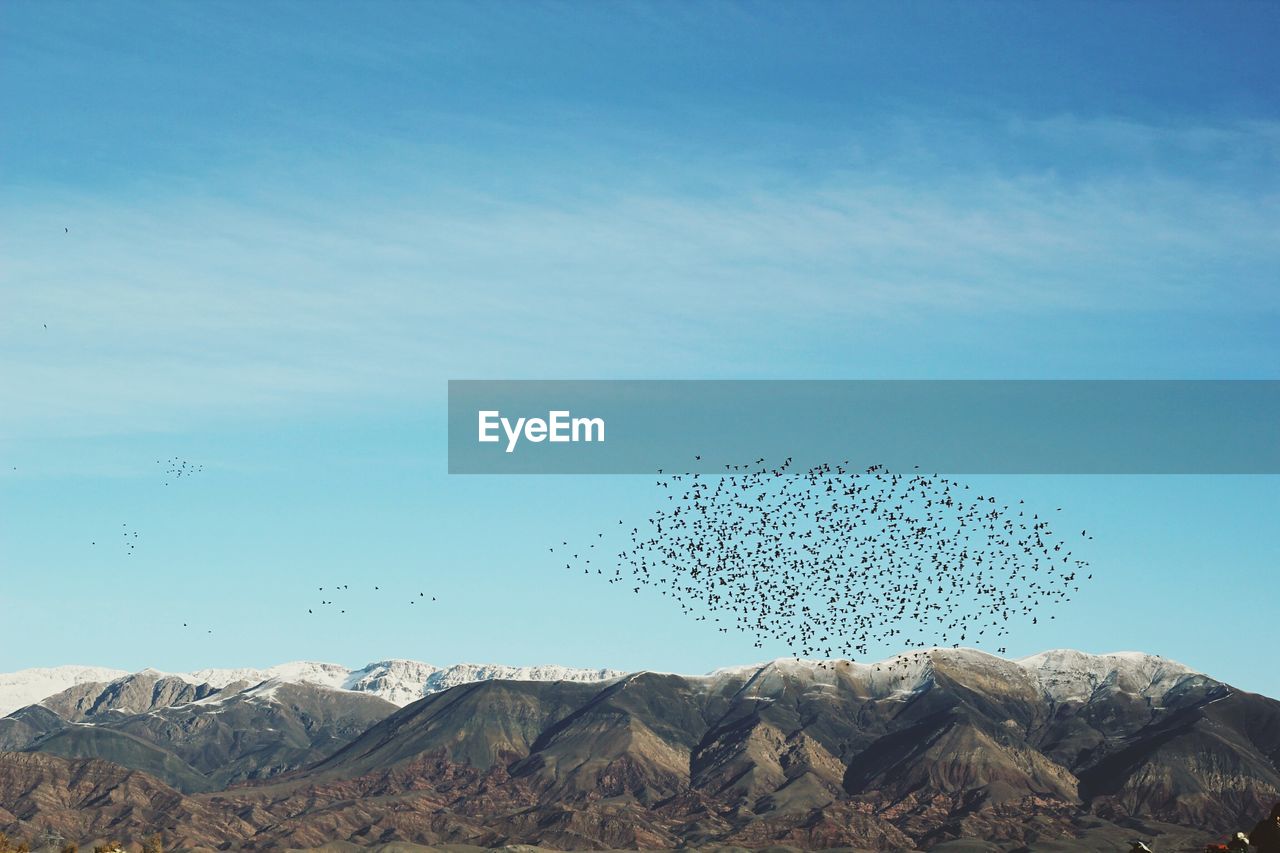 Birds flying above mountains range